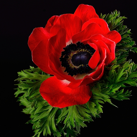 Meet your Posher, Ashley - Picture 3 of 8